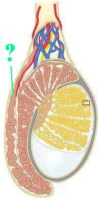<p><span>Identify the indicated structure.</span></p>