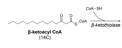 <p>Beta Oxidation (4/4)</p>
