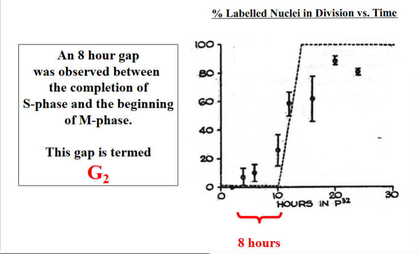 <p><span style="background-color: transparent;">Identifying G1 and G2 — The Gap Phases</span></p>
