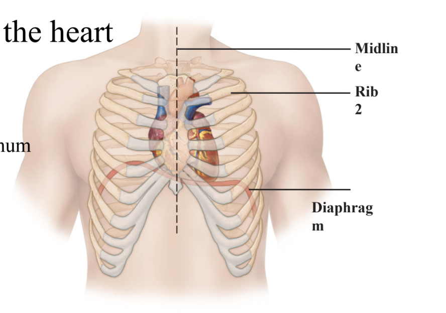 <p><strong>Heart is positioned:</strong></p><ul><li><p>in thoracic cavity </p></li><li><p><strong>left </strong>of midline </p></li><li><p><strong>titled posterior</strong> to the sternum for <strong>protection of heart</strong></p></li><li><p></p></li></ul><p></p>