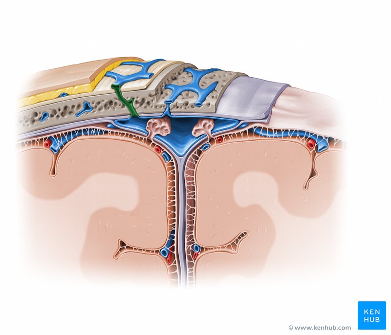 <p>What do emissary veins connect?</p>