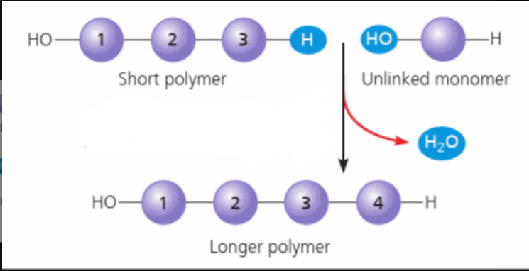 <p>dehydration reaction</p>