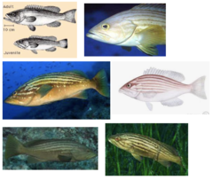 <p>Golden grouper</p>