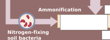 <p>nitrogen cycle:name this cycle</p>