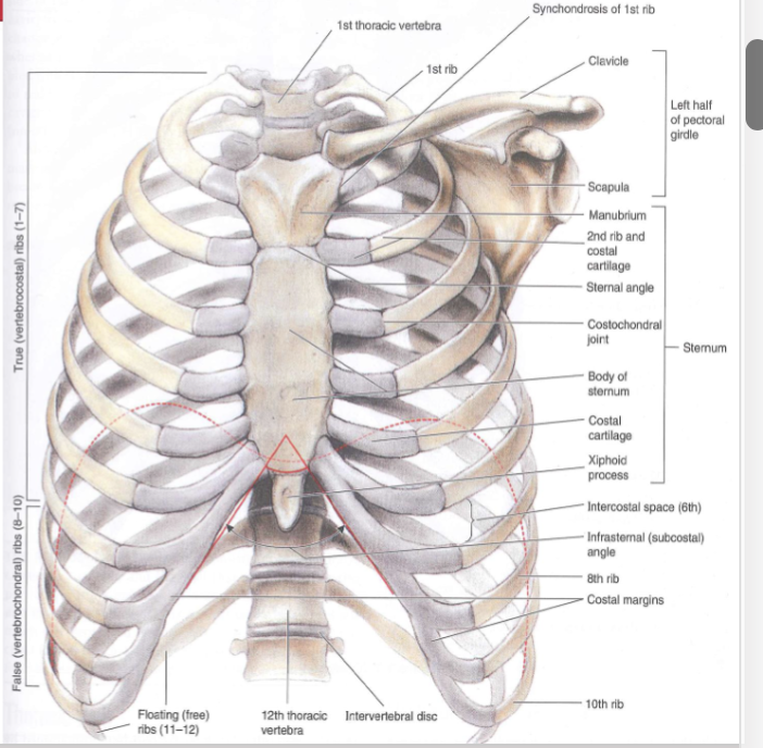 <p><span style="background-color: transparent;">Compare and contrast true ribs, false ribs and floating ribs</span></p>