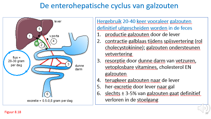 <p><span>Lever maakt galzouten uitgaande van cholesterol.</span></p><p style="text-align: left;"></p><p style="text-align: left;"><span>Bij maaltijd zal galblaas samentrekken (oiv hormoon cholecystokinine dat vrijkomt op moment van de maaltijd).</span></p><p style="text-align: left;"></p><p style="text-align: left;"><span>De gazouten spelen hunn rol bij emulgeren van de vetten uit de voeding.</span></p><p style="text-align: left;"></p><p style="text-align: left;"><span>Ze worden actief geresorbeerd in het terminaal ilium en keren terug naar de lever.</span></p><p style="text-align: left;"><span>Een kleine rest gaat verloren in de stoelgang.</span></p><p></p>