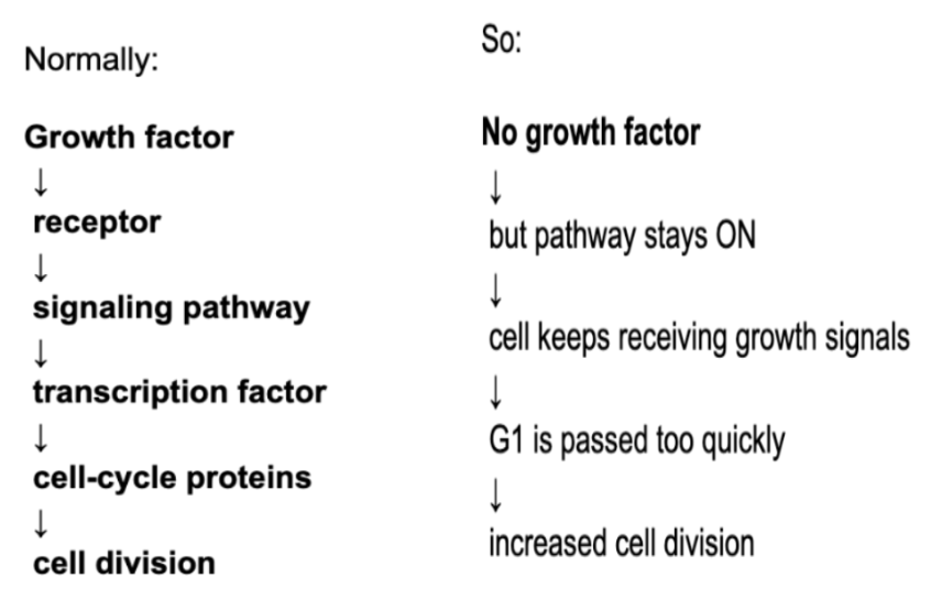 <p>It is a gain of function mutation the can cause the pathway to remain active even <strong>without a growth factor</strong>, leading to increased cell division</p>
