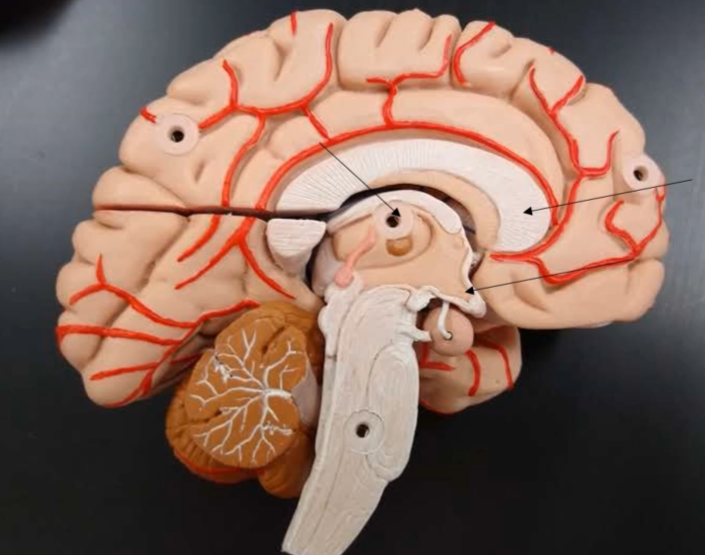 <p>What is this eye part of the diencephalon?</p>