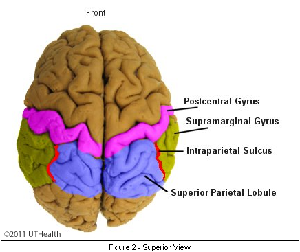 <ul><li><p><span>The superior parietal lobule sits behind the postcentral gyrus</span></p></li><li><p><span>It lies above the inferior parietal lobule</span></p></li><li><p><span>The two parietal lobules are separated by the intraparietal sulcus</span></p></li></ul><p></p>