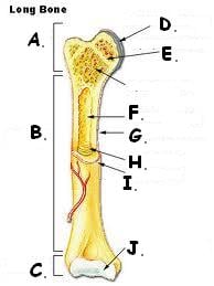 <p>The shaft of the bone is called the: (B)</p>
