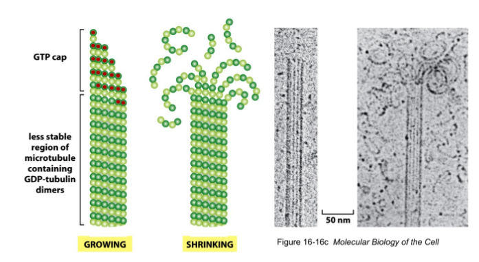 <p><strong>GTP cap</strong> → MTs elongate</p><ul><li><p><u>GTP-tubulin</u> = makes lateral interactions w/ protofilaments (maintain cylindrical structure) </p></li></ul><p>Loss of GTP cap → GDP cap → MTs = destabilized </p><ul><li><p><u>GDP-tubulin</u> = weakens lateral interactions w/ protofilaments → </p><ul><li><p><strong>Protofilament splaying</strong> = lateral interactions <span style="color: red;">BREAK</span> → curl outward → rapid depolymerization + shrinkage</p><ul><li><p>Can be completely disassembled </p></li></ul></li></ul></li><li><p><strong>Catastrophe</strong> = MT disassembly </p></li><li><p><strong>Rescue</strong> = MT regrowth</p></li></ul><p></p>