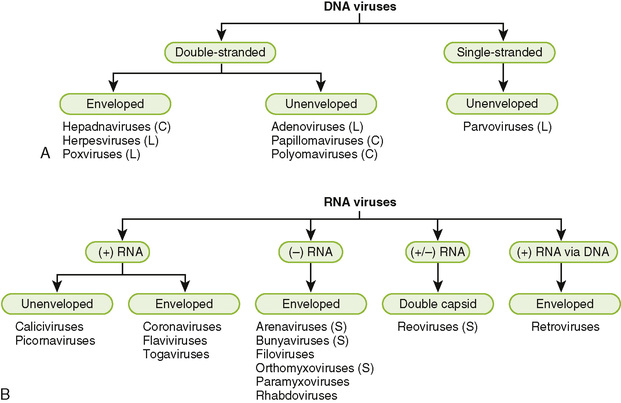<p>They are classified on the basis of the hosts they infect and their genomes </p><ul><li><p>Bacterial viruses (bacteriophages; model systems) </p></li><li><p>Archaeal viruses </p></li><li><p>Animal viruses (extensively studied) </p></li><li><p>Plant viruses (less well-studied) </p></li><li><p>Other viruses</p></li></ul><p></p>