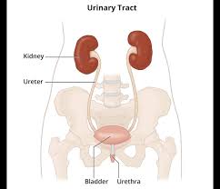 <p>Which part of urinary system:</p><ul><li><p>In abdominal and pelvic region</p></li></ul><p></p>
