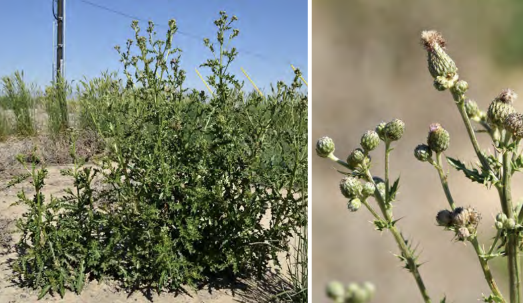 <ul><li><p>Canada thistle</p></li><li><p>Sunflower family</p></li><li><p><strong>NOXIOUS</strong></p></li></ul><p></p>
