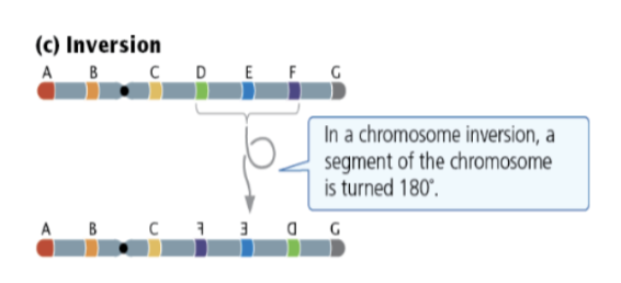 <ul><li><p><strong>Paracentric:</strong> Does <strong>not</strong> involve the centromere.</p></li></ul><ul><li><p><strong>Pericentric:</strong> <strong>Involves</strong> the centromere.</p></li><li><p><strong>Meiosis Alignment:</strong> Both can only pair with the formation of an <strong>inversion loop</strong>.</p></li><li><p><strong>Outcome:</strong> Crossing over within the loop results in <strong>abnormal gametes</strong>, leading to <strong>no recombinant progeny</strong>.</p></li></ul><p></p>