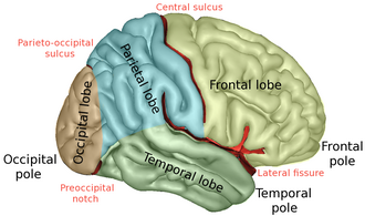 <p>Divides frontal and parietal with motor and sensory sulci</p>