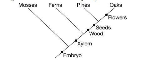 <p>The cladogram shows shared traits among four plant taxa.</p><p>Based on the cladogram, which of the following are the traits shared between ferns and pines?</p><p class="choice_paragraph">A) Xylem only</p><p><strong>B) </strong>Seeds and wood only</p><p><strong>C) </strong>Embryo and xylem only</p><p><strong>D) </strong>Embryo, xylem, wood, and seeds only</p>
