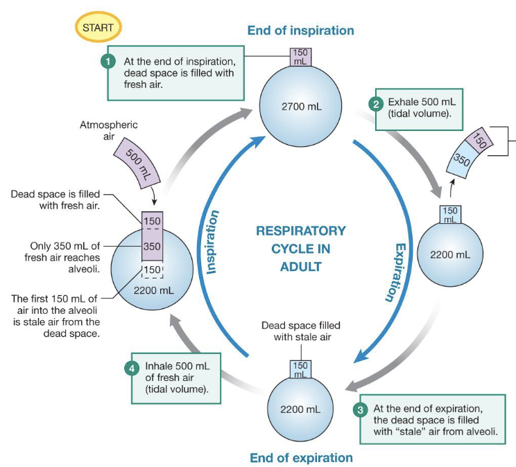 <p>describe what is happening in this diagram</p>
