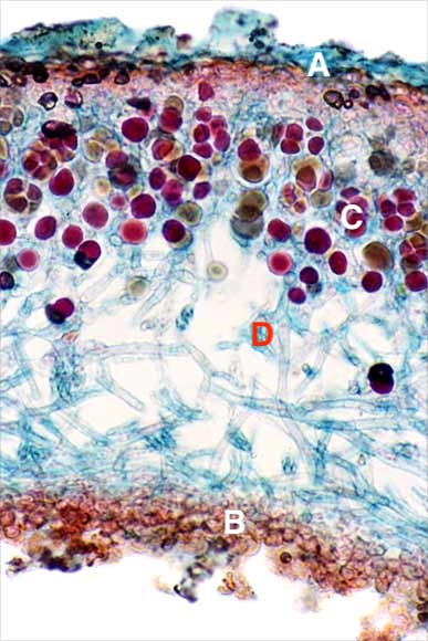<p>What layer is D?</p>