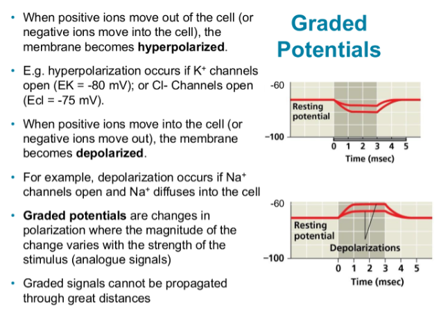 <p>they are basically changes in the membrane potentia, either more or less. Their size depends on strength and duration of stimulus.</p><p>it can either be depolarizing ( +, Na+ inters) or hyperpolarizing (-, K+ leaves)</p>