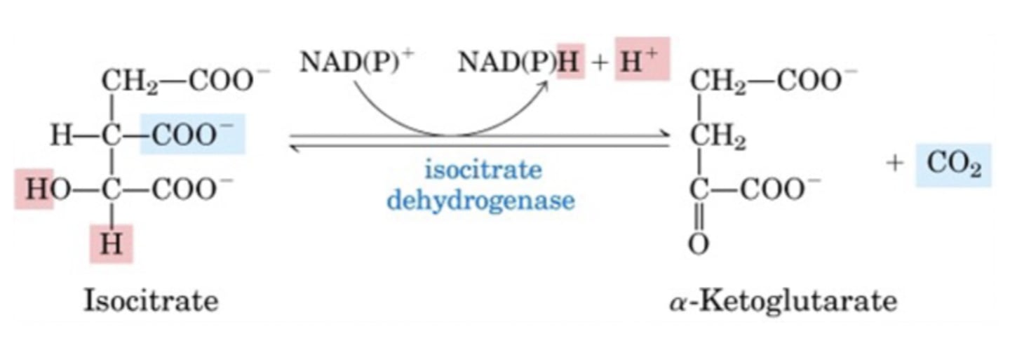 <p>isocitrate undergoes oxadative decarboxylation to give a-Ketogluterate</p><p>(IRREVERSIBLE)</p>