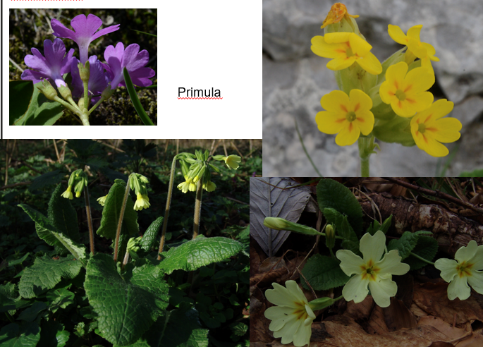 <img src="https://assets.knowt.com/user-attachments/9ff10830-1d77-4cd1-86ee-829dceef1b0d.png" data-width="100%" data-align="center"><p>Geef de familie.</p>