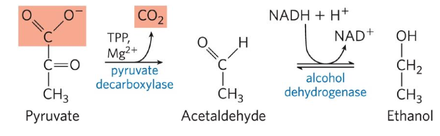 <p>Glucose is metabolized to pyruvate, which is converted to ethanol and CO2 in a two-step process:</p><ol><li><p>Pyruvate is decarboxylated to form acetaldehyde in an irreversible reaction catalyzed by pyruvate decarboxylase</p></li><li><p>Acetaldehyde is reduced to ethanol through the action of alcohol dehydrogenase, with the reducing power furnished by NADH derived from dehydrogenation of G3P.</p></li></ol><p></p>