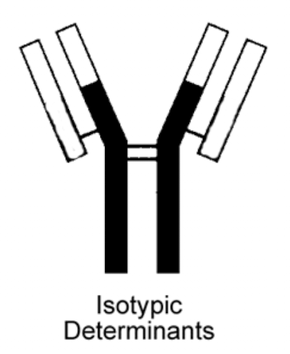 <p>five main types or classes (G, A, M, D, E) and some subclasses (IgG has 4; IgA 2; no subclasses for the rest)</p><ul><li><p>Determined by the heavy chains</p></li></ul><p></p>