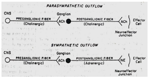 <p>Cholinergic nerve of the Parasympathetic Outflow releases ACh in both pre and postganglionic nerve.</p>