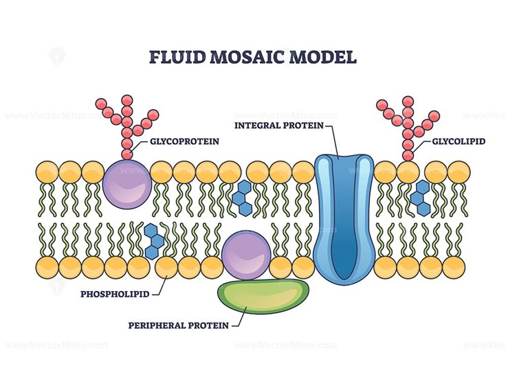 <p>lipid with carb attached</p>