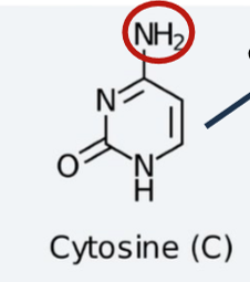 <ul><li><p>NH2 on position 4</p></li><li><p>Under deamination, it becomes uracil</p></li></ul><p></p>