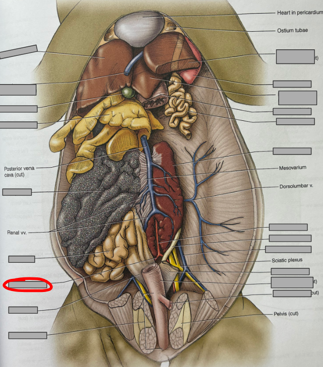 <p>What part of the organism is this?</p>