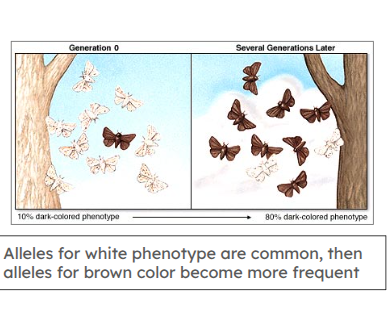 <p><span style="background-color: transparent;">changes in the makeup of the gene pool (the genotypes and alleles of the population are shifting over time)</span></p><p><span style="background-color: transparent;">-small changes within a species</span></p>