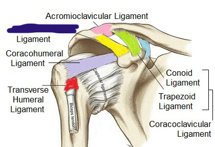 <p>transverse humeral ligament</p>