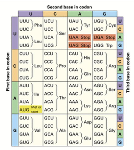 <p>Each codon codes for an amino acid. There are 20 amino acids, so some are coded for by multiple codons.</p>