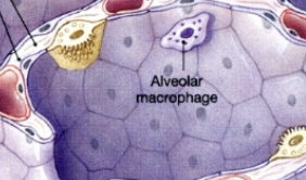 <p>The ones that are actually involved in gas exchange, surrounded by continous simple epithelium. Not able to regenerate (if they die, they die). (purple cells)</p>