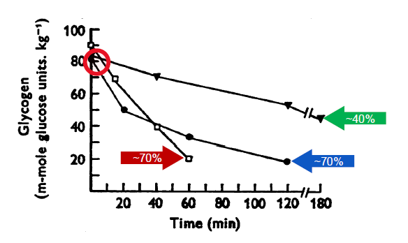 <p>Muscle Glycogen Determinants:</p>