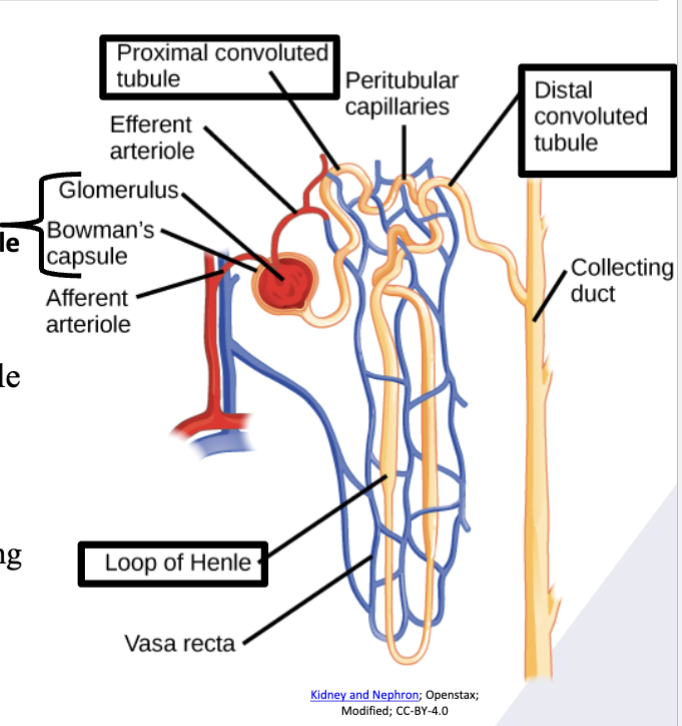 <ul><li><p>Microscopic functional units of kidney</p></li><li><p>Filtration of blood</p></li><li><p>Reabsorbs proteins, RBC, and glucose </p></li></ul><p></p>