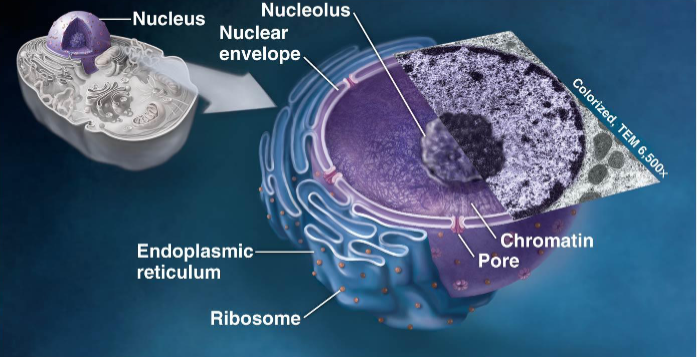 <ul><li><p>Nuclear envelope</p></li><li><p>Nucleolus </p></li></ul><p></p>