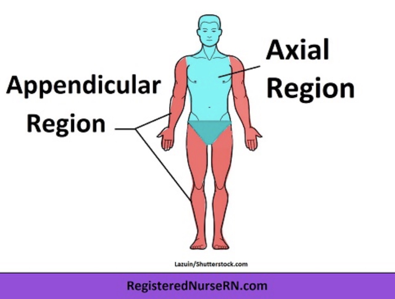<p>Axial Region</p>