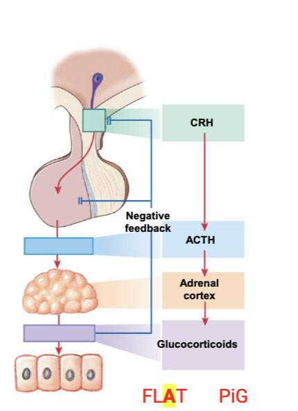 <ul><li><p>The corticotropin-releasing (CRH) hormone from the hypothalamus causes the corticotrophs to releas adrenocorticotropic hormone (ACTH) into capillaries</p></li><li><p>ACTH travels through systemic circulation to stimulate the adrenal cortex</p><ul><li><p>Zona fasciculata </p></li><li><p>Zone reticularis </p></li></ul></li></ul><p></p>