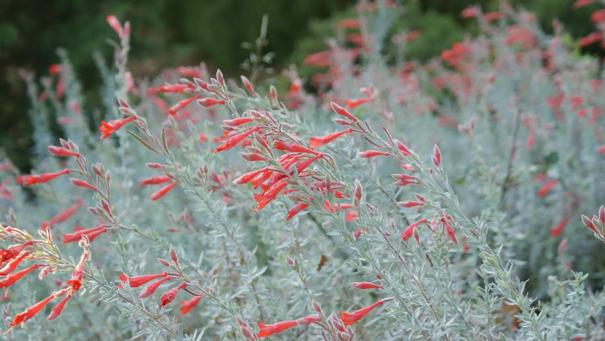 <p>Epilobium canum</p>