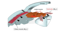 <p>The correct answer is D) Muscarinic cholinergic receptors. These receptors are responsible for pupillary constriction (miosis) in response to parasympathetic stimulation. Activation of muscarinic receptors by acetylcholine causes the circular muscles of the iris to contract, reducing pupil size and preventing excessive light from entering the eye.</p>