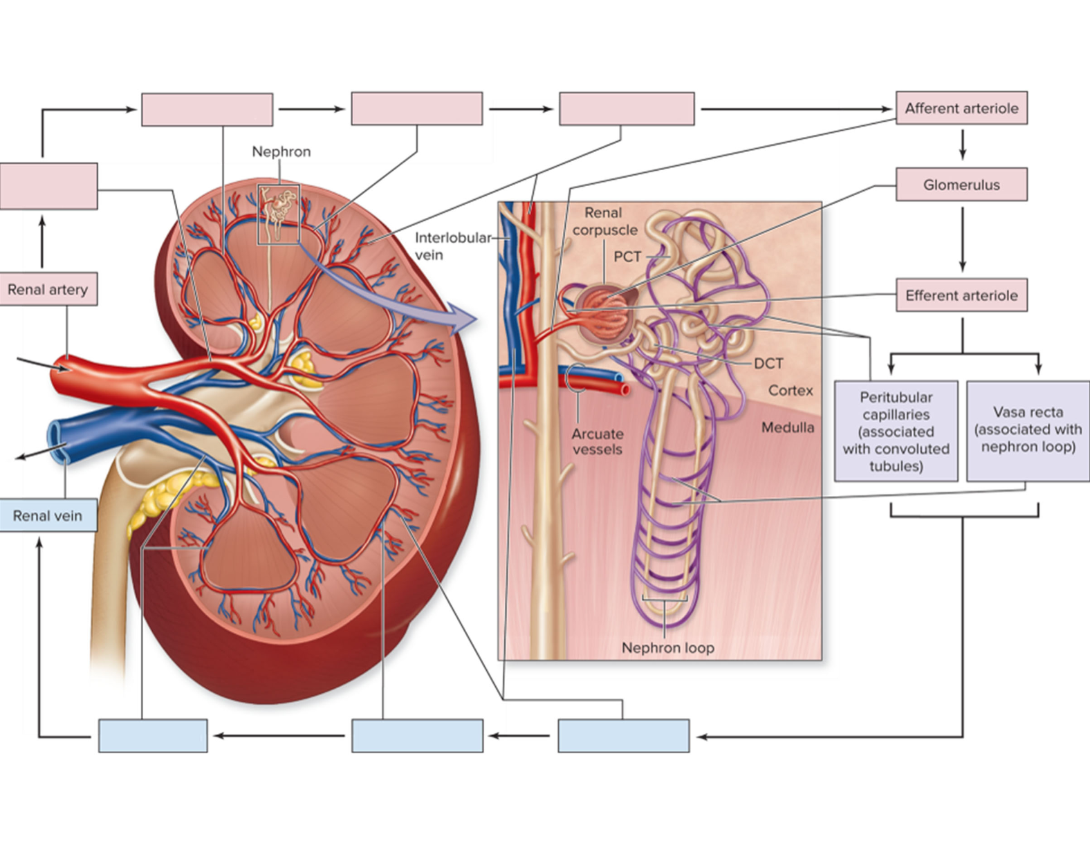 <ol><li><p>glomerulus - glomerular space - PCT - peritubular capillaries - venules - renal vein</p></li></ol><p></p>