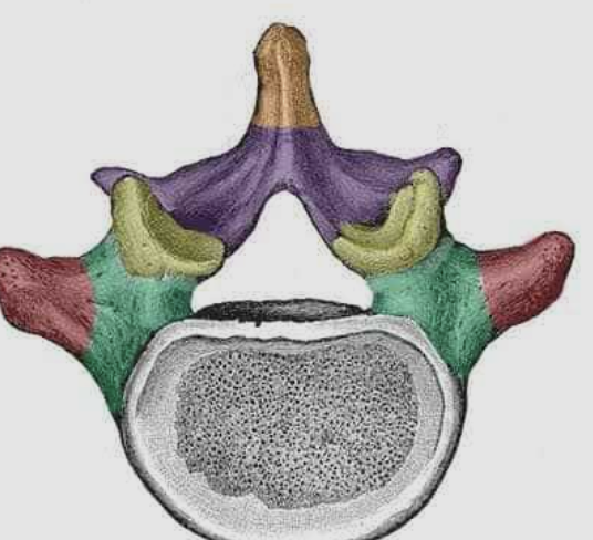 <p>whats the center opening of the vertebrae? </p>