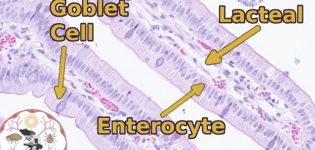 <p>Identify the lacteal </p>