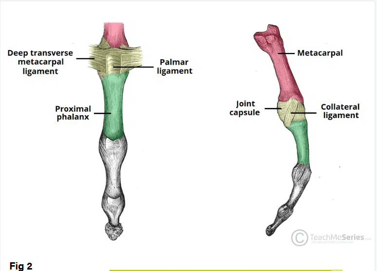 <p>Thick fibrocartilaginous plates that prevent hyperextension.</p>