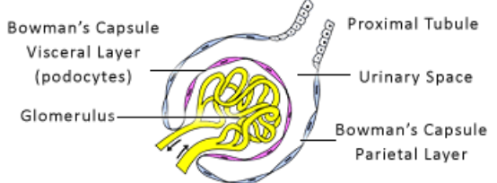 <p>Visceral layer, Parietal layer, and Capsular space</p>
