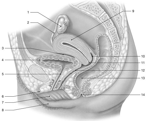 <p>Figure 28-2 The Female Reproductive System</p><p>Use Figure 28-2 to answer the following questions:</p><p>Identify the structure labeled "2."</p>