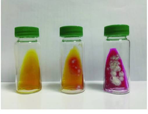 <p>Dermatophyte Testing Media (DTM)</p>